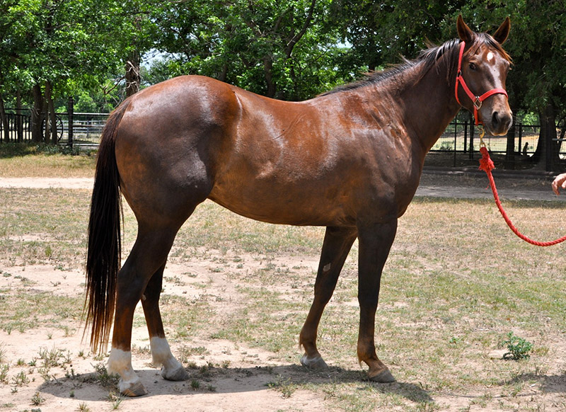 L.A. Waters Quarter Horses