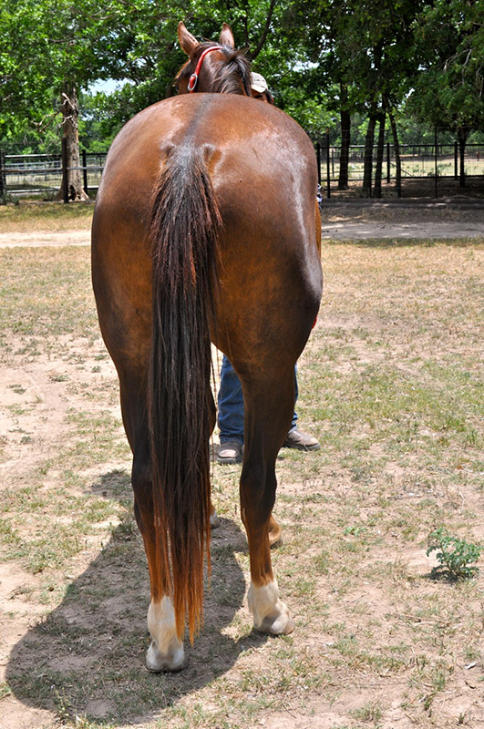 L.A. Waters Quarter Horses