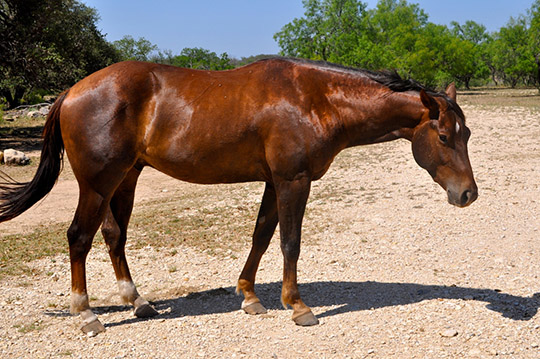 L.A. Waters Quarter Horses