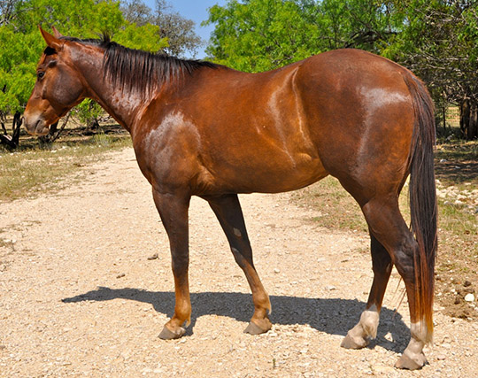 L.A. Waters Quarter Horses