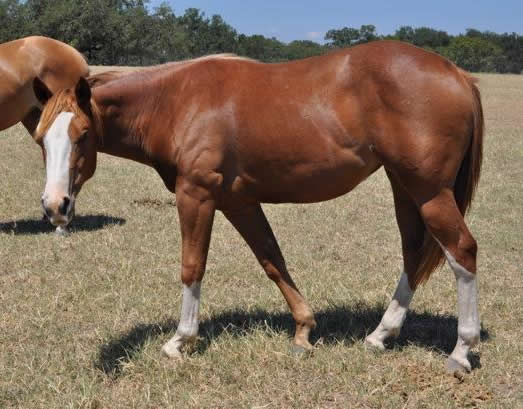 L.A. Waters Quarter Horses