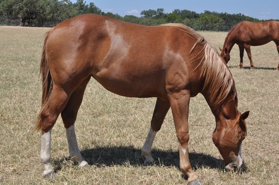 L.A. Waters Quarter Horses