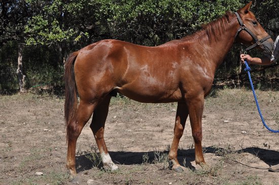 L.A. Waters Quarter Horses