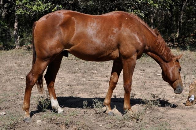 L.A. Waters Quarter Horses