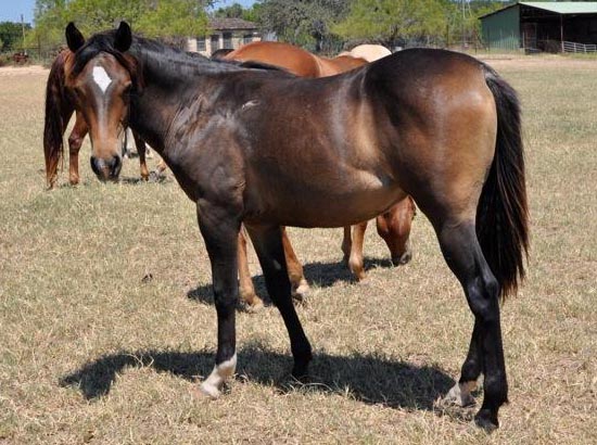 L.A. Waters Quarter Horses