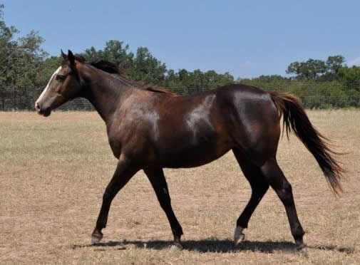 L.A. Waters Quarter Horses