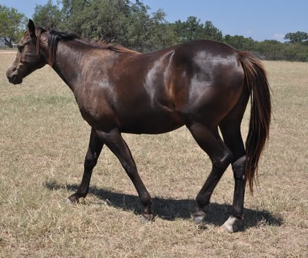 L.A. Waters Quarter Horses