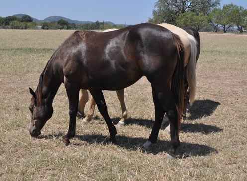 L.A. Waters Quarter Horses