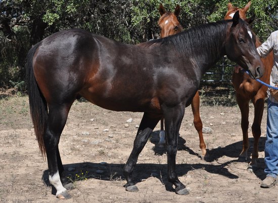 L.A. Waters Quarter Horses