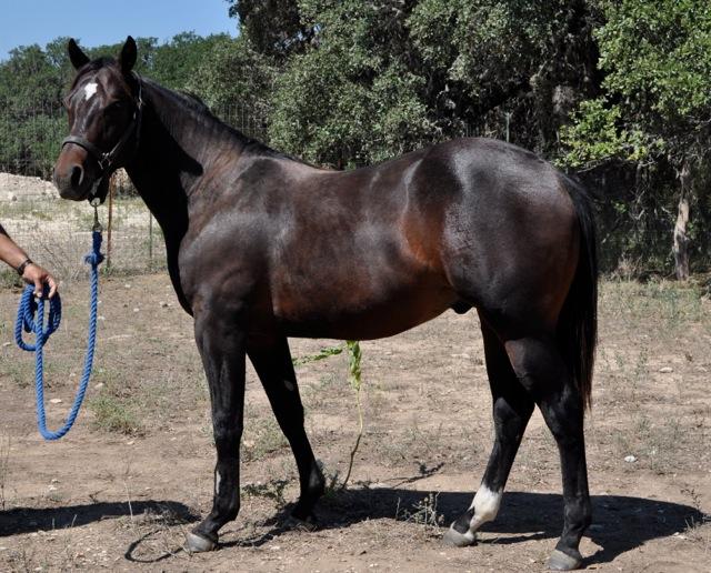 L.A. Waters Quarter Horses