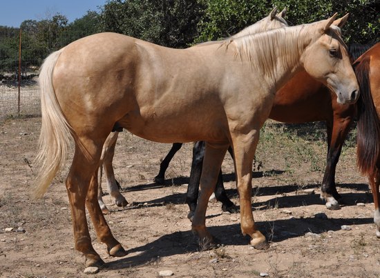 L.A. Waters Quarter Horses