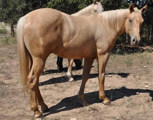 L.A. Waters Quarter Horses