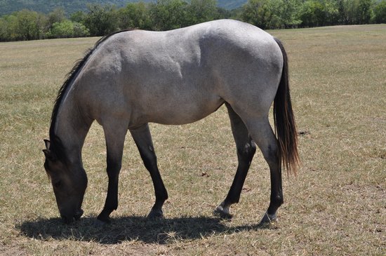 L.A. Waters Quarter Horses