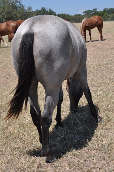 L.A. Waters Quarter Horses