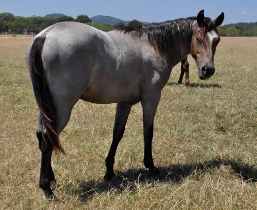 L.A. Waters Quarter Horses