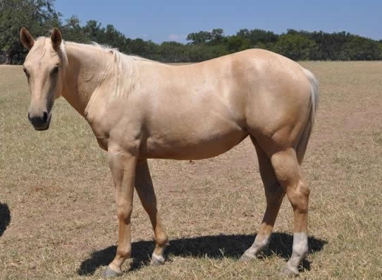 L.A. Waters Quarter Horses