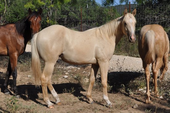 L.A. Waters Quarter Horses