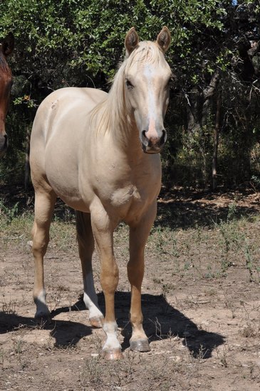 L.A. Waters Quarter Horses