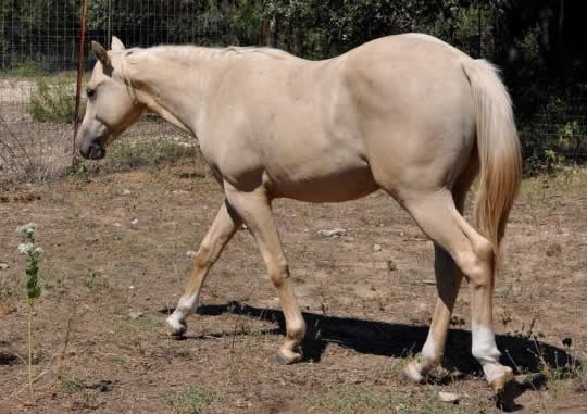 L.A. Waters Quarter Horses