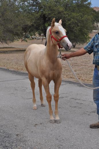 L.A. Waters Quarter Horses