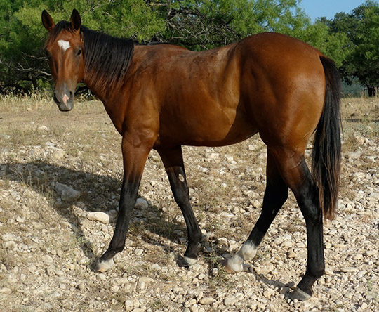 L.A. Waters Quarter Horses