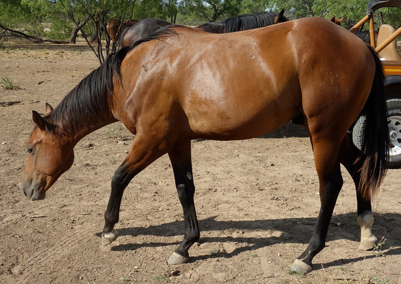 L.A. Waters Quarter Horses