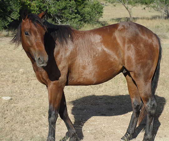 L.A. Waters Quarter Horses