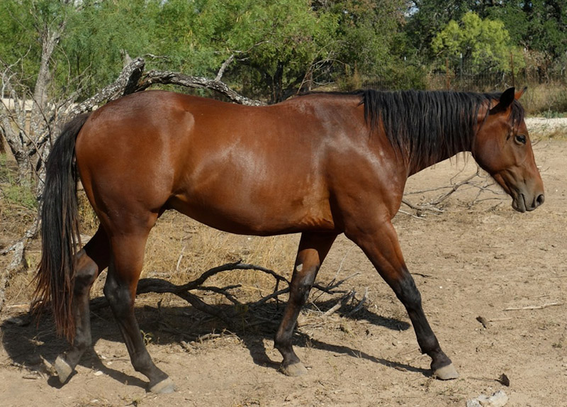 L.A. Waters Quarter Horses