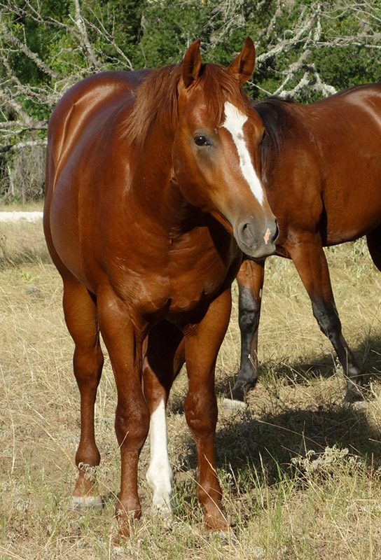 L.A. Waters Quarter Horses