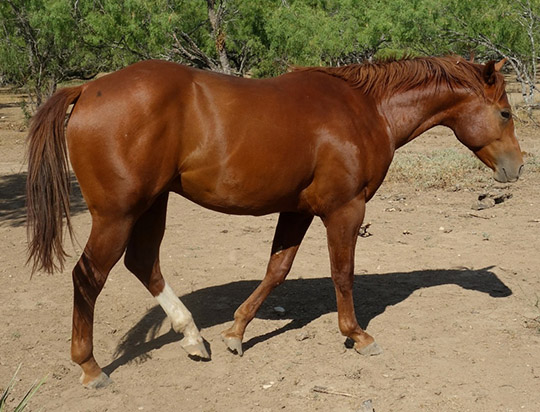 L.A. Waters Quarter Horses