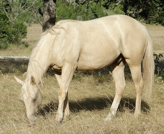 L.A. Waters Quarter Horses