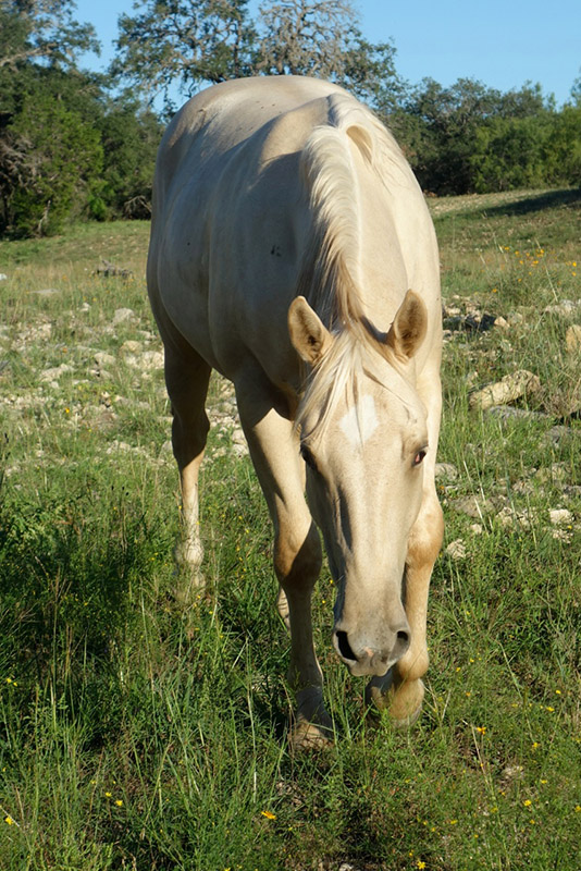 L.A. Waters Quarter Horses