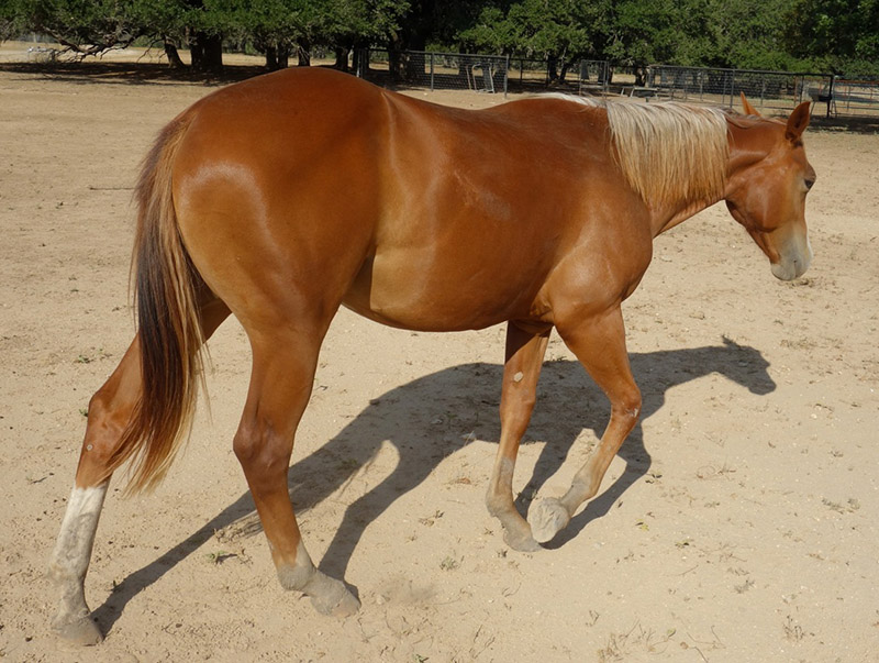 L.A. Waters Quarter Horses