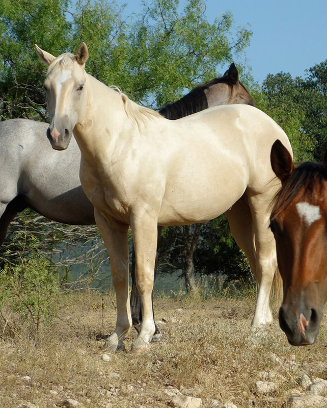 L.A. Waters Quarter Horses