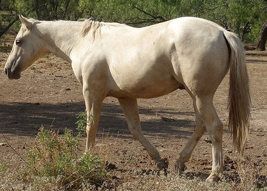 L.A. Waters Quarter Horses