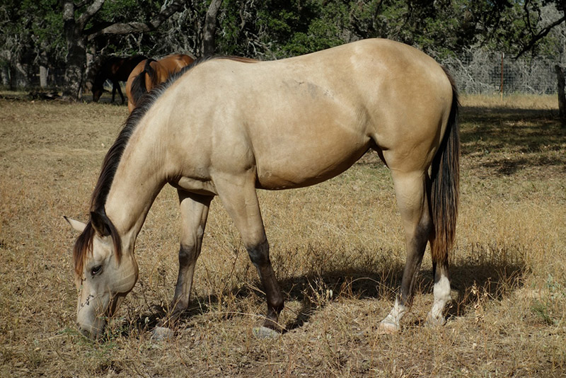 L.A. Waters Quarter Horses