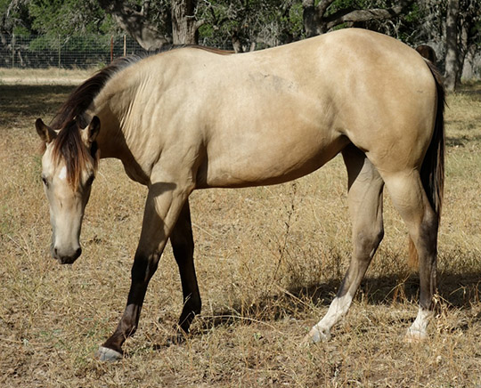 L.A. Waters Quarter Horses