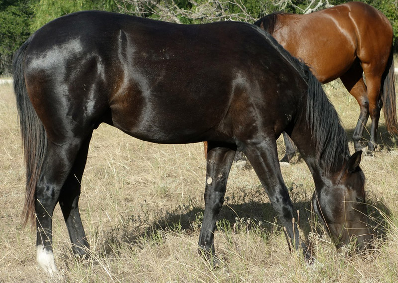 L.A. Waters Quarter Horses