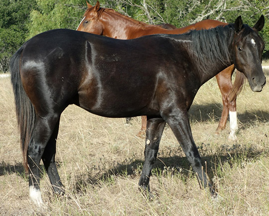 L.A. Waters Quarter Horses