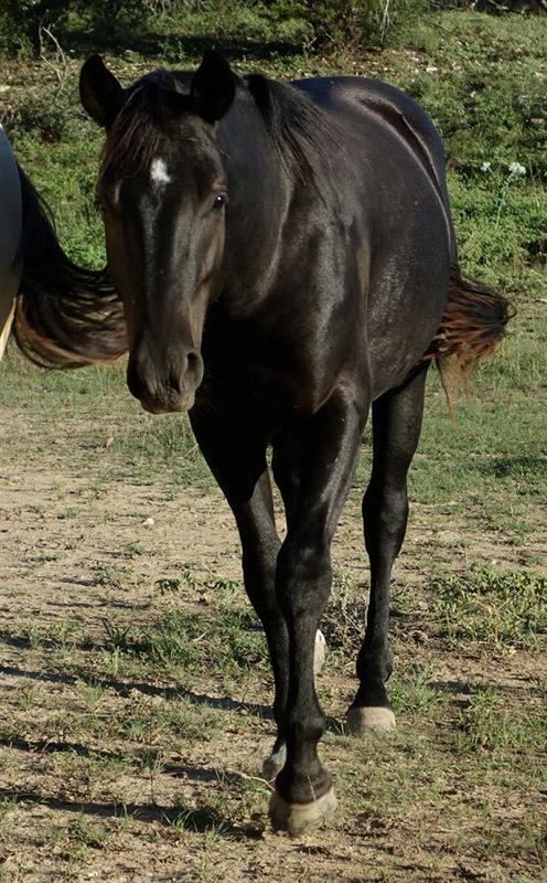 L.A. Waters Quarter Horses