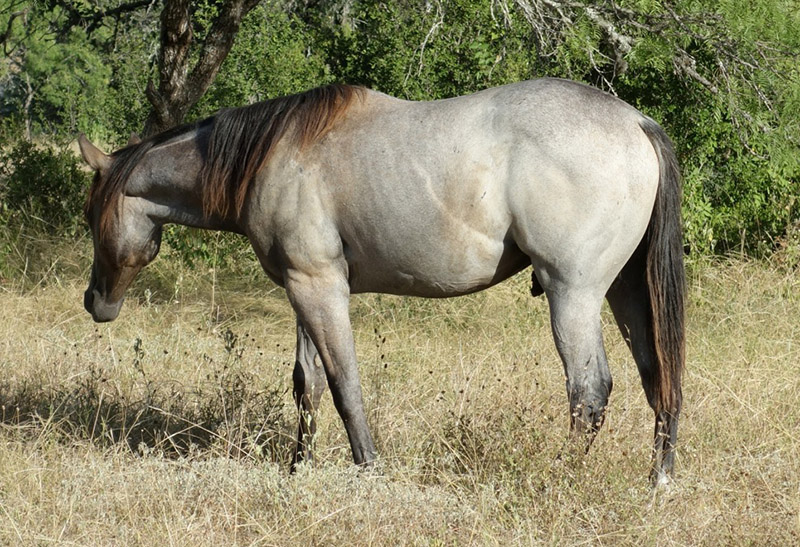 L.A. Waters Quarter Horses