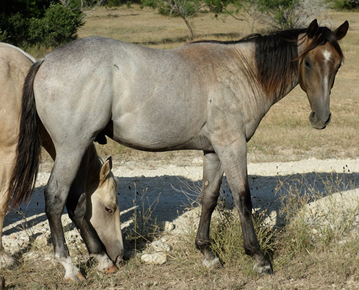 L.A. Waters Quarter Horses