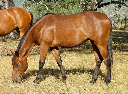 L.A. Waters Quarter Horses