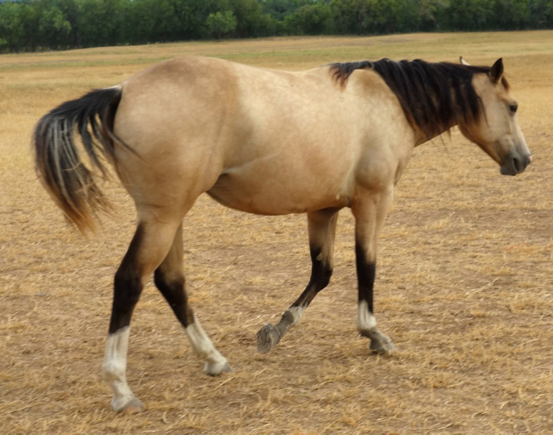 L.A. Waters Quarter Horses