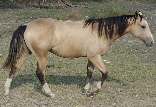 L.A. Waters Quarter Horses