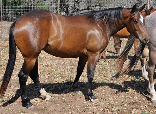 L.A. Waters Quarter Horses