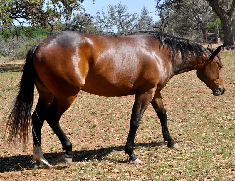 L.A. Waters Quarter Horses