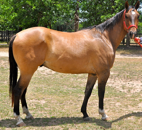 L.A. Waters Quarter Horses