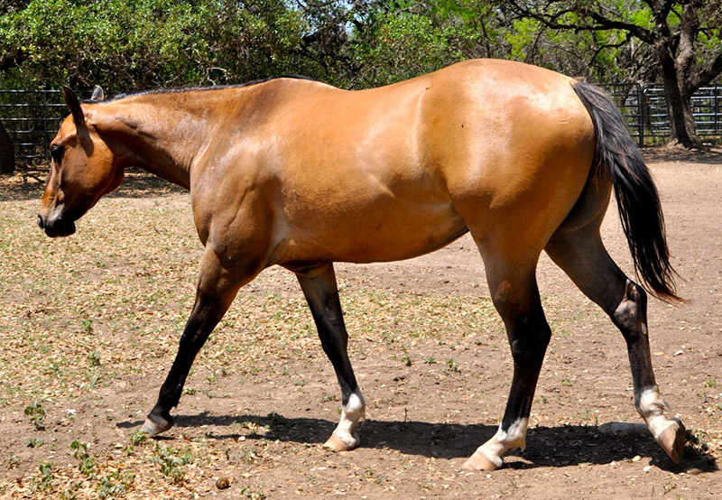 L.A. Waters Quarter Horses