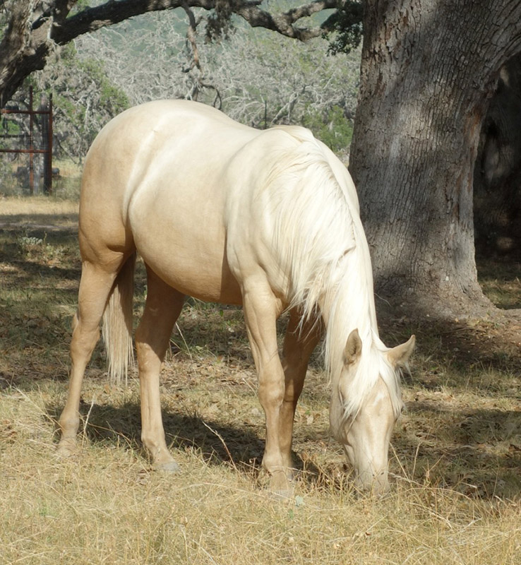 L.A. Waters Quarter Horses